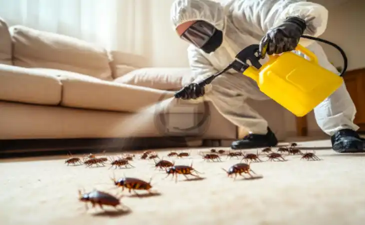 شركة ابادة الصراصير التجمع الخامس: 5 أسباب خفية تجعل فيلتك بيئة مثالية لتكاثر الحشرات